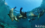 Californian sea lion (Zalophus californianus)