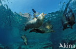 Californian sea lion (Zalophus californianus)