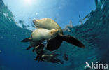 Californian sea lion (Zalophus californianus)