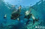 Californian sea lion (Zalophus californianus)