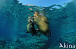 Californian sea lion (Zalophus californianus)