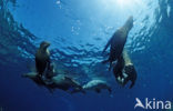 Californian sea lion (Zalophus californianus)