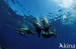 Californian sea lion (Zalophus californianus)