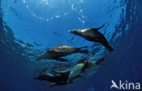 Californian sea lion (Zalophus californianus)