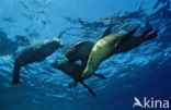 Californian sea lion (Zalophus californianus)