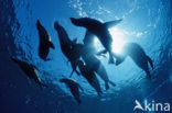 Californian sea lion (Zalophus californianus)