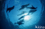 Californian sea lion (Zalophus californianus)