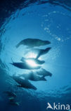 Californian sea lion (Zalophus californianus)