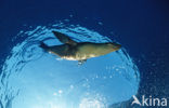 Californian sea lion (Zalophus californianus)