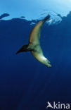 Californian sea lion (Zalophus californianus)