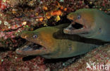 Chestnut moray