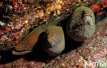 Chestnut moray