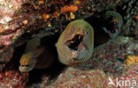 Chestnut moray