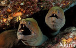 Chestnut moray