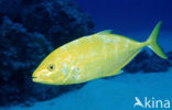 Orangespotted trevally (Carangoides bajad)