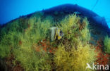 Cortez angelfish (Pomacanthus zonipectus)