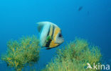 Cortez angelfish (Pomacanthus zonipectus)