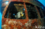 Cortez angelfish (Pomacanthus zonipectus)