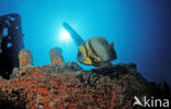 Cortez angelfish (Pomacanthus zonipectus)