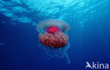 Crown jellyfish (Netrostoma setouchina)