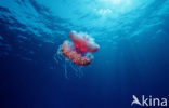 Crown jellyfish (Netrostoma setouchina)