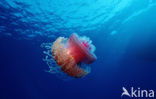 Crown jellyfish (Netrostoma setouchina)