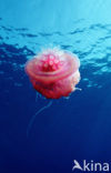 Crown jellyfish (Netrostoma setouchina)