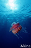 Crown jellyfish (Netrostoma setouchina)