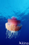 Crown jellyfish (Netrostoma setouchina)