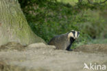 Badger (Meles meles)