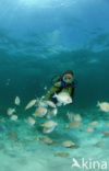 Doctorfish (Acanthurus chirurgus)