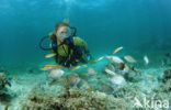 Doctorfish (Acanthurus chirurgus)