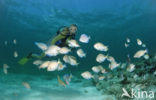 Doctorfish (Acanthurus chirurgus)