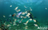 Doctorfish (Acanthurus chirurgus)