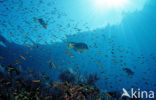 Razor surgeonfish (Prionurus laticlavius)