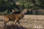 Red Deer (Cervus elaphus)