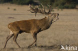 Red Deer (Cervus elaphus)