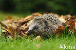 Hedgehog (Erinaceus europaeus)