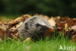 Hedgehog (Erinaceus europaeus)