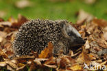 Hedgehog (Erinaceus europaeus)