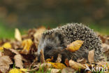 Hedgehog (Erinaceus europaeus)