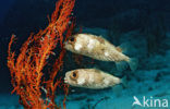 Long-spine porcupinefish (Diodon holocanthus)