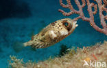 Long-spine porcupinefish (Diodon holocanthus)