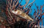 Long-spine porcupinefish (Diodon holocanthus)