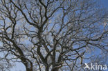Oak (Quercus)