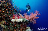 Elphinstone reef