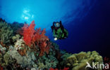 Elphinstone reef