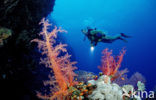 Elphinstone reef