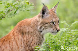 Eurasian Lynx (Lynx lynx)