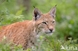 Euraziatische lynx (Lynx lynx) 